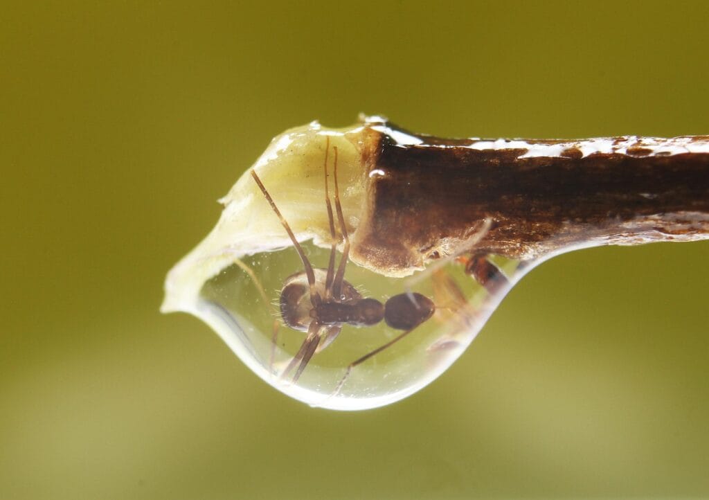ant, stuck, macro, animal, fauna, spiral, mollusks, nature, shell, grass, insect life, tree, outdoors, trapper, natural, wild, group, stuck, stuck, stuck, stuck, stuck